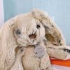 Plyšový zajíček Beige Bunny Copain Calin Histoire d’Ours béžový 25 cm v dárkovém balení od 0 měsíců - Image 2